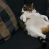 Толстый кот: причины ожирения Очень толстые коты